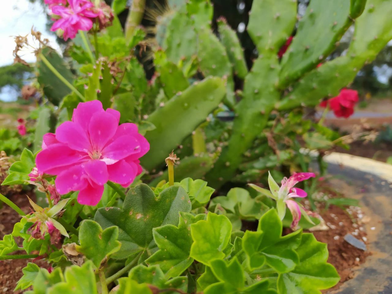 Serginho e Chinho Serviços de Prestação de Jardinagem em Geral